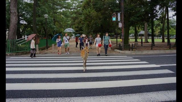 Животные которые соблюдают правила дорожного движения смотреть онлайн