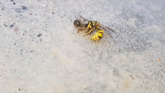 A wasp vs a bee-Оса против пчелы смотреть онлайн