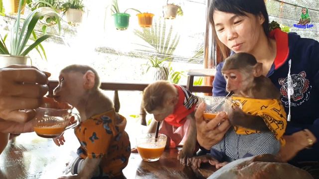 Monkey Baby Abu And Sam Asher Love To Drink Super Cute Carrot Juice