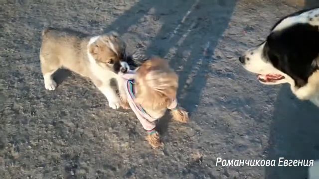 прививаем щенков все что нужно знать смотреть онлайн