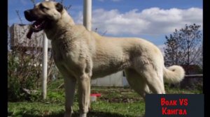 ВОЛК против КАНГАЛА / КТО ПОБЕДИТ ?