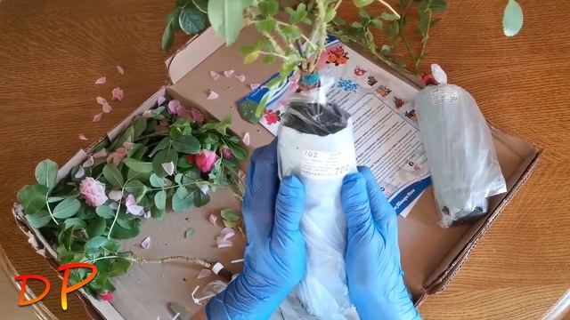 Распаковка посылки №2 из питомника "Тамара Розы" с зимостойкими сортами роз смотреть онлайн