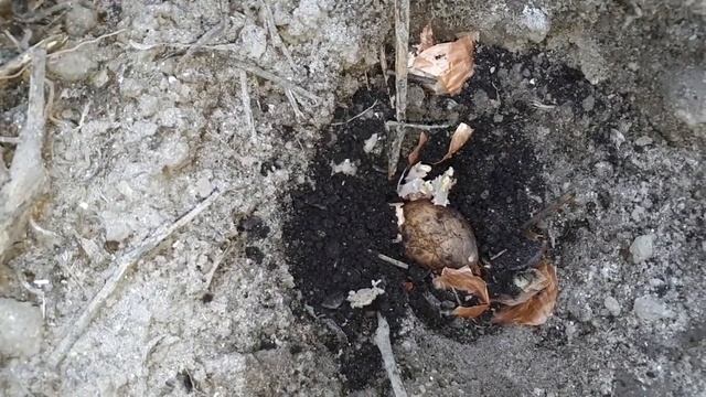 Картофель в коробе. Или почему можно остаться без урожая смотреть онлайн
