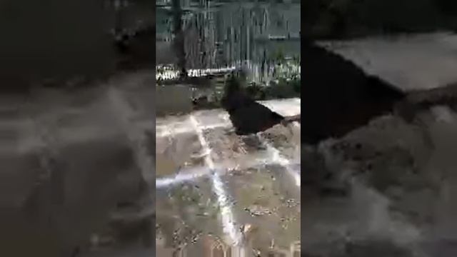 Chicken Poop Bingo Game 1 2021 смотреть онлайн