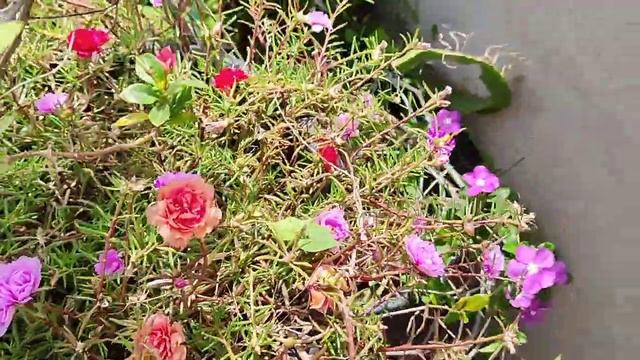 beautiful table Rose plants ( moss rose) full bloom in my terrace garden смотреть онлайн