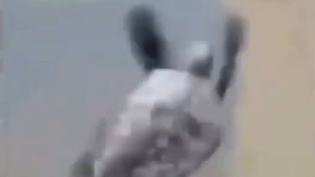turtle flying meme смотреть онлайн