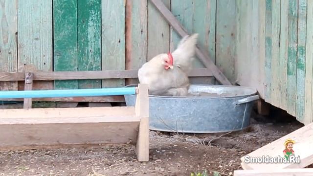 Устройство курятника - практические советы дачникам смотреть онлайн