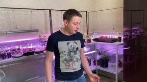 Как вырастить лук Эксибишен из семян. Сеем лук Эксибишен