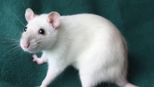 Детский рассказ о дружбе мальчика Тимофея и крыса Пипки