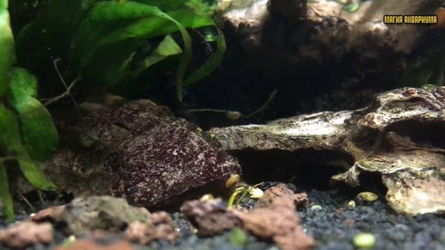 Почему рыбы у поверхности аквариума? | Почему рыбам не хватает кислорода | Нитриты в аквариуме (#68 смотреть онлайн