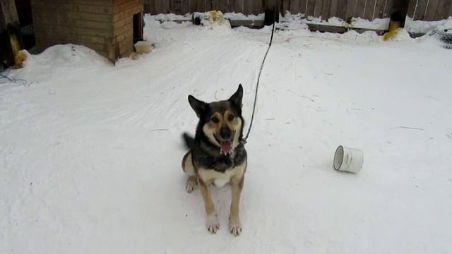 Красавец Буран смотреть онлайн