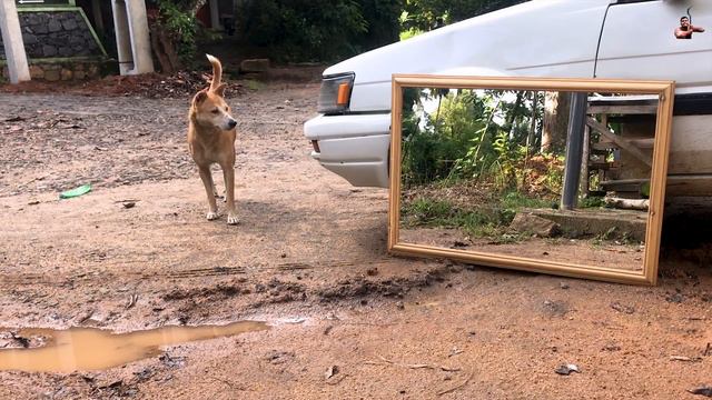 Try not Laugh Mirror Prank on Dog | Funny Prank video смотреть онлайн