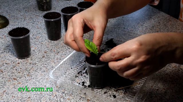 Посадка деток стрептокаропусов смотреть онлайн