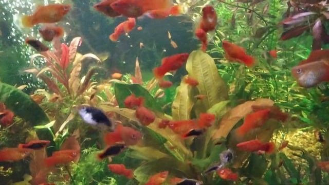 Самый простой способ разведения пецилий. смотреть онлайн