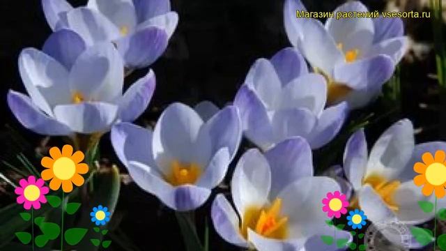 Крокус Синий ЖЕмчуг. Краткий обзор, описание характеристик, где купить луковицы blue pearl смотреть онлайн