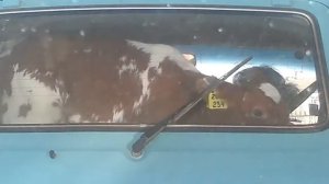 Копия видео Как перевозят телят