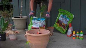 Planting a Calamondin Orange Tree 🍊🪴 || Summer Rayne Oakes