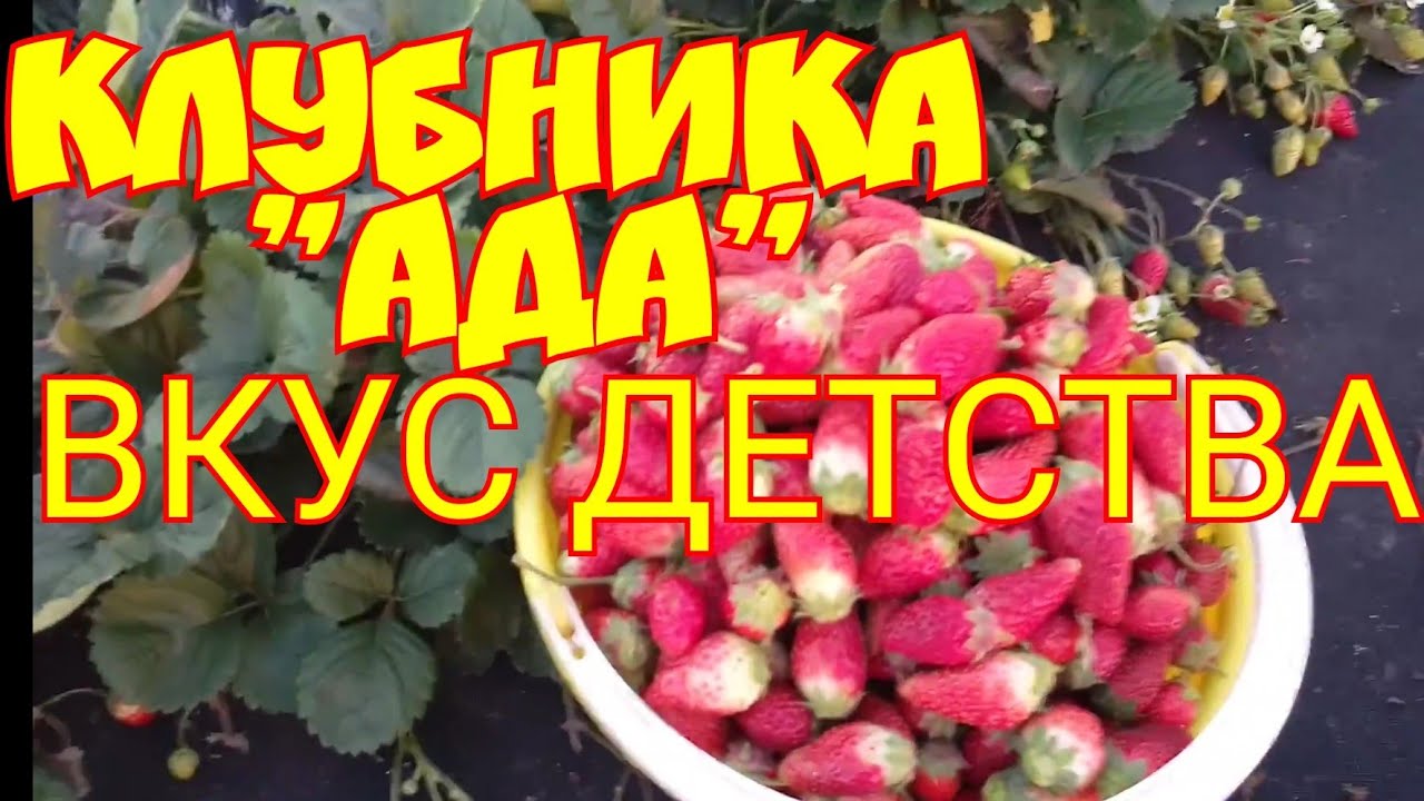 КЛУБНИКА АДА Вкус детства смотреть онлайн