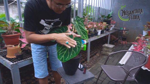 REVIEW ANTHURIUM Magnificum X Crystallinum #tanamanhias #anthurium #vlog2020