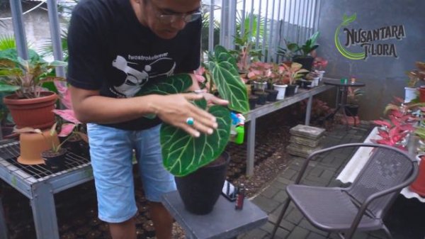 REVIEW ANTHURIUM Magnificum x Crystallinum #tanamanhias #anthurium #vlog2020