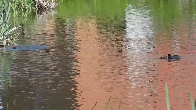 №2296 13 06 2022 Лысухи смотреть онлайн