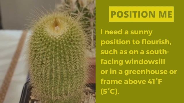 Cacti Plant Profiles: Parodia leninghausii, Yellow Tower Cactus Or Golden Ball Cactus Care смотреть онлайн