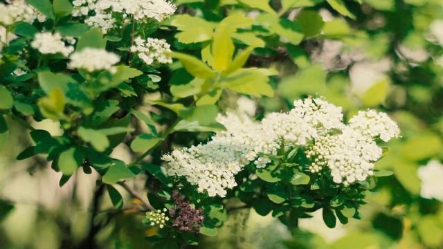 Солнечные зайчики Весны | Футажи красивая природа [FullHD] смотреть онлайн