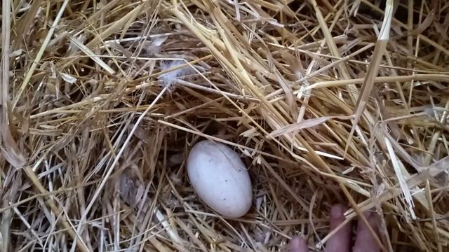 Первое гусиное яйцо.? смотреть онлайн