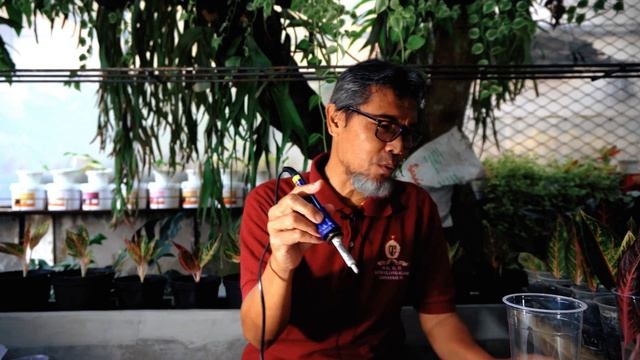 PERBANYAK AGLAONEMA RED SUMATRA (Pride Of Sumatra) Dengan Daun Pancing HASIL JADI LEBIH BANYAK !!