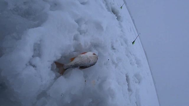 Клев плотвы в марте в метель. Не успеваю за поклевками на эту снасть!