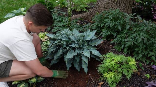 Planting Waterslide Hosta 2 Ways | Gardener In Love