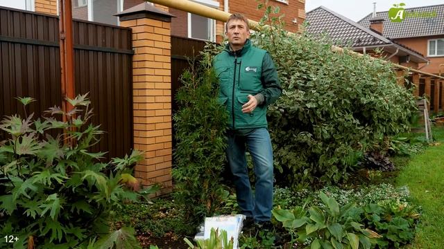 Почему желтеет туя и как ее спасти? Что делать если туя пожелтела смотреть онлайн