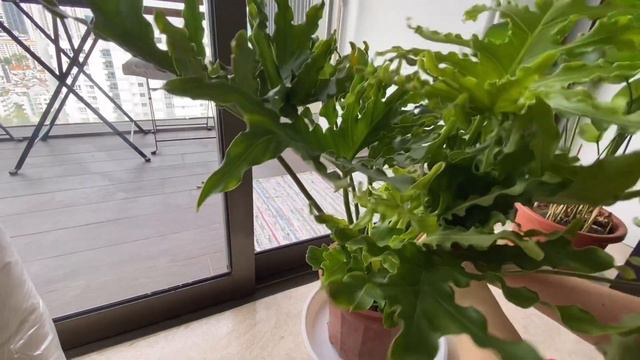 Plant Haul : Singapore Edition смотреть онлайн