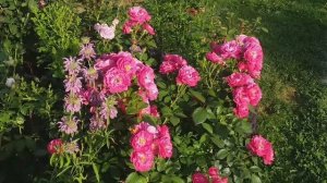 РОЗОВЫЕ РОЗЫ - Шахерезада и Бордюр Маджента