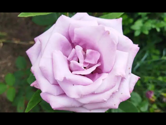 Плетистая сиреневая роза Индиголетта, описание сорта, отзыв, цветение 2 июля 2022 года смотреть онлайн