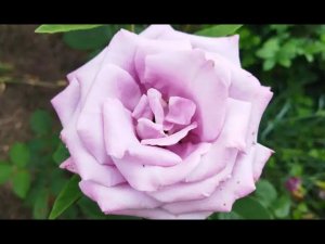 Плетистая сиреневая роза Индиголетта, описание сорта, отзыв, цветение 2 июля 2022 года