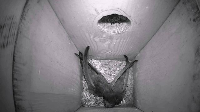 Стрижи как они спят смотреть онлайн