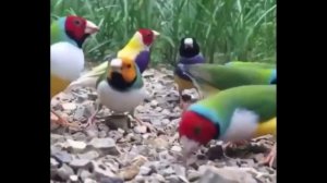 Птички поют. Как отличить кенара от канарейки.