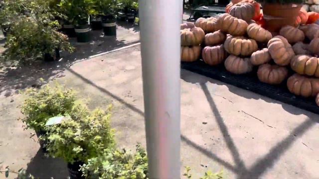 Plant Haul Shrubs & Harvesting Cut Flowers 🌳🌳🌳 || Shrubs Plants || Cut Flower Garden || Zone 8