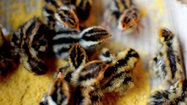 World's Most Amazing Birds दुनिया के सबसे खूबसूरत पक्षी #glimpse #nature #photography #viral смотреть онлайн