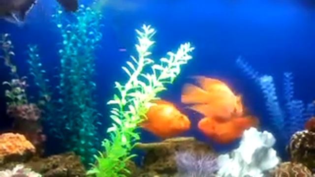 Рыбки целуются))) А они мальчики... смотреть онлайн