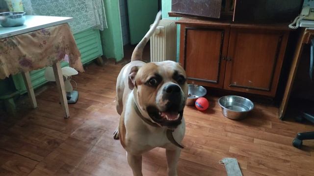 Американский бульдог Толя! дай лапу!!! смотреть онлайн