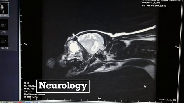 Being BluePearl смотреть онлайн