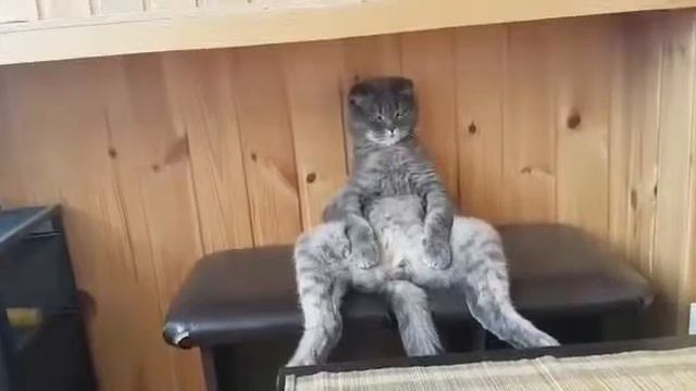 Мой кот смотреть онлайн