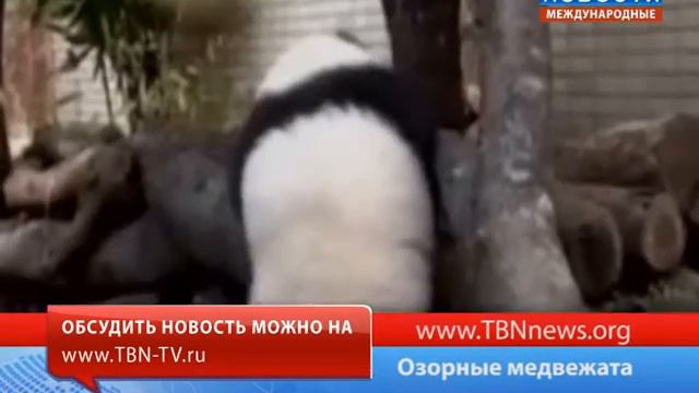 Озорные медвежата смотреть онлайн