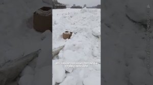 «Замерзаете, маленькие?»: котов в мешках нашли сибиряки в поле