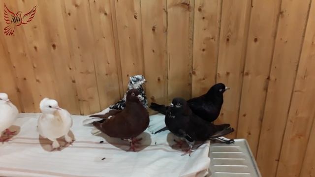 Голуби: масть, порода, полёт... (Дубль 2) смотреть онлайн