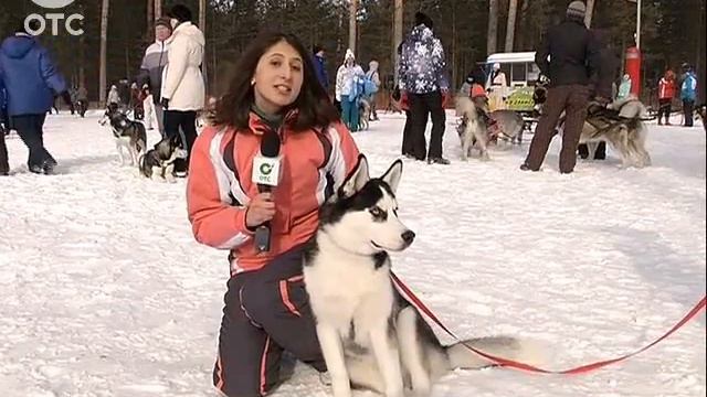 Две ноги - четыре лапы: в Новосибирске прошел лыжный забег для собаководов смотреть онлайн