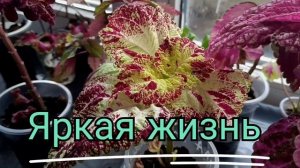 Новинки колеусов , 9 сортов . La Rambla и многие другие.