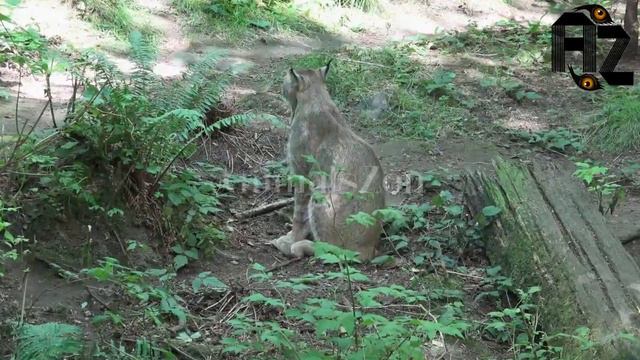 Documentary The Wild Cats|Caracal Top Cat|A feral cat hunts| Cute Cats Video Compilation|animals zo смотреть онлайн